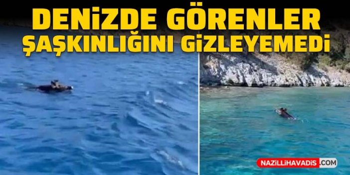 Yaban domuzunu denizde görenler şaşkınlığını gizleyemedi