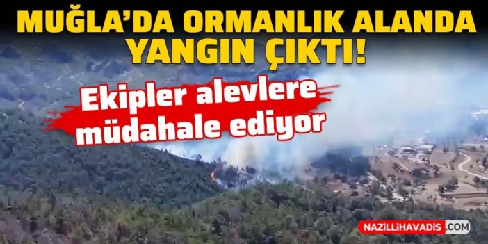 Muğla'da ormanlık alanda yangın çıktı!