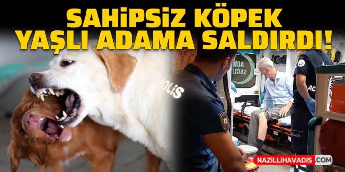 Sahipsiz köpek yaşlı adama saldırdı!