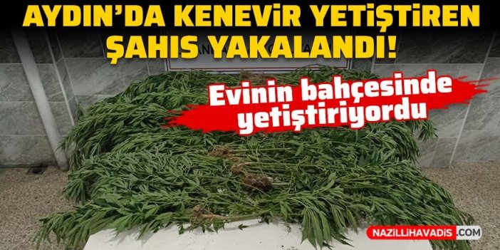 Aydın'da kenevir yetiştiren şahıs yakalandı