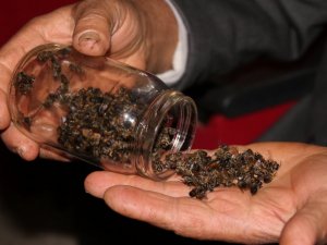 Şaşırtan Arı Ölümleri Masaya Yatırıldı