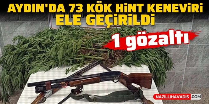 Aydın'da 73 kök Hint keneviri ele geçirildi: 1 gözaltı