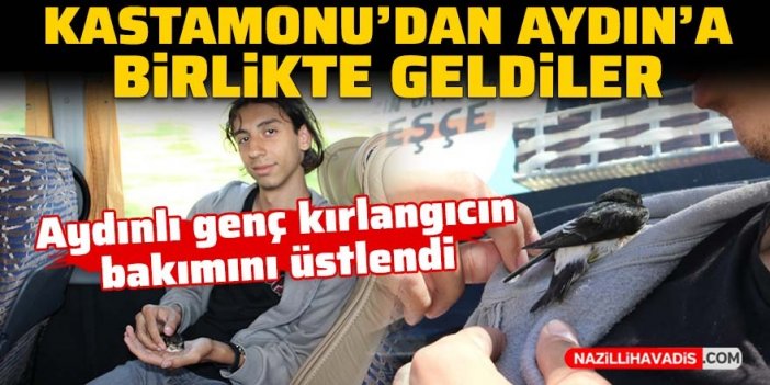 Aydınlı genç Kastamonu'da bulduğu kırlangıcın bakımını üstlendi