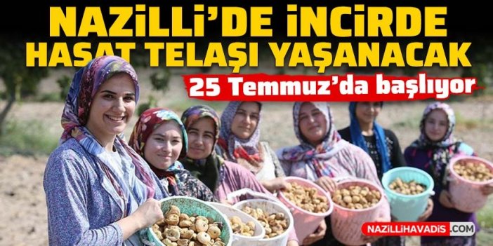 Nazilli’de incirde hasat telaşı yaşanacak