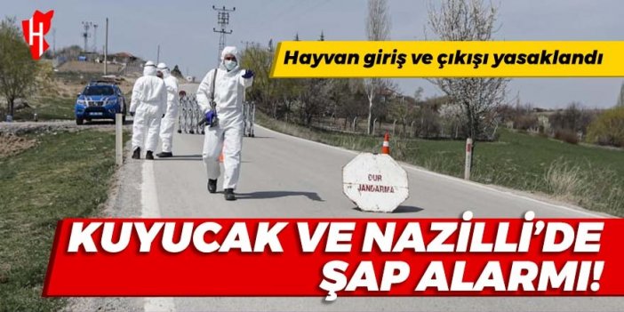 Kuyucak ve Nazilli’de şap alarmı! Hayvan giriş ve çıkışı yasaklandı