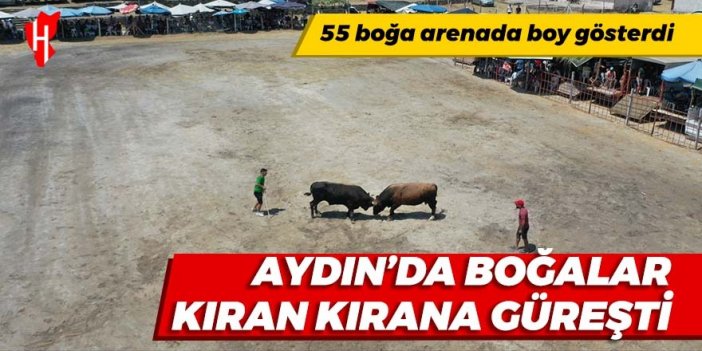 Aydın'da 55 boğa arenaya çıktı