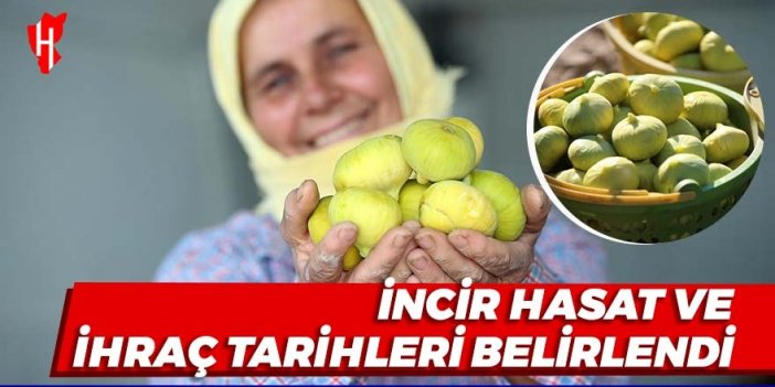 İncir hasat ve ihraç tarihleri belirlendi