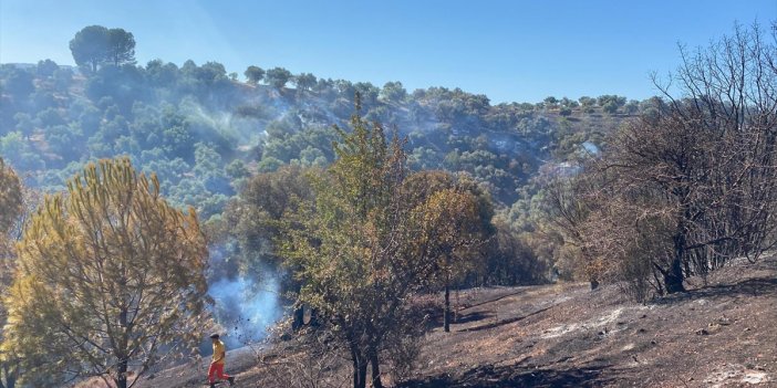 Aydın'da zeytinlik alanda yangın: 700 dönüm arazi zarar gördü