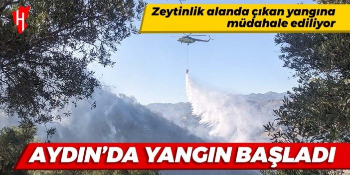 Aydın'daki zeytinlik alanda yangın başladı!