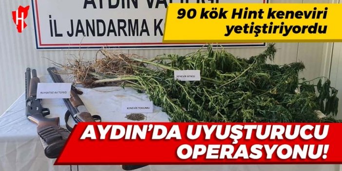 Aydın'da uyuşturucu operasyonu: 90 kök Hint keneviri yetiştiriyordu