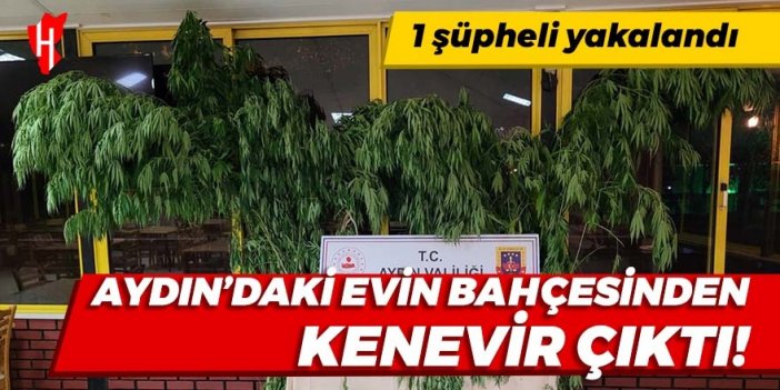 Bahçesinde kenevir bulundu