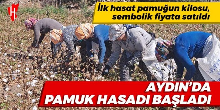 Aydın'da pamuk hasadı başladı