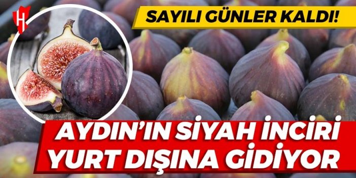 Siyah incir 7 Ağustos’ta yurt dışına uğurlanacak