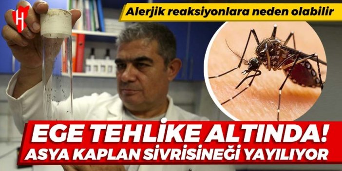 Ege Bölgesi tehlike altında! Asya kaplan sivrisineği hızla yayılıyor