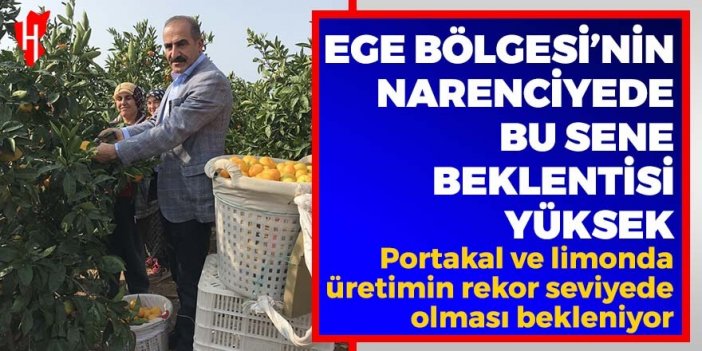 Ege Bölgesi'nin narenciyede bu sene beklentisi yüksek