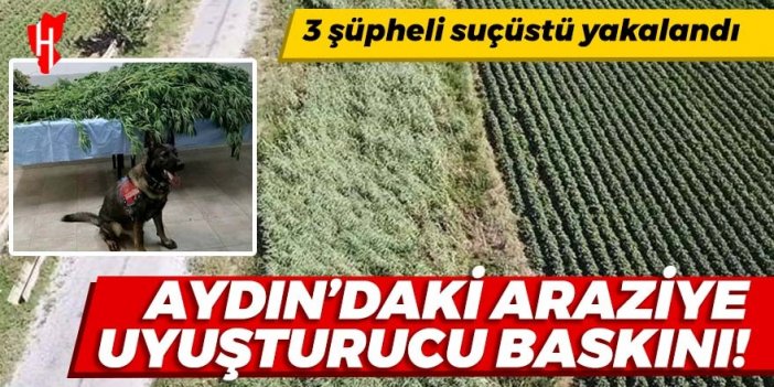 Aydın’daki araziye uyuşturucu baskını: Suçüstü yakalandılar