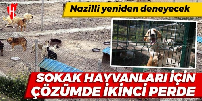 Nazilli yeniden deneyecek: Sokak hayvanları için çözümde ikinci perde