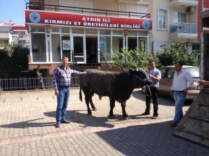 1 Tonluk Dana Görücüye Çıktı