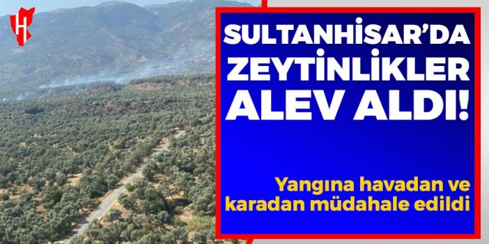 Sultanhisar'da zeytinlikler alev aldı!