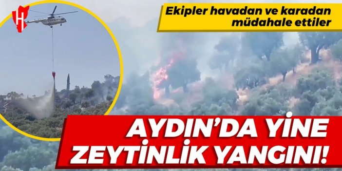 Aydın'da zeytinlik yangını!