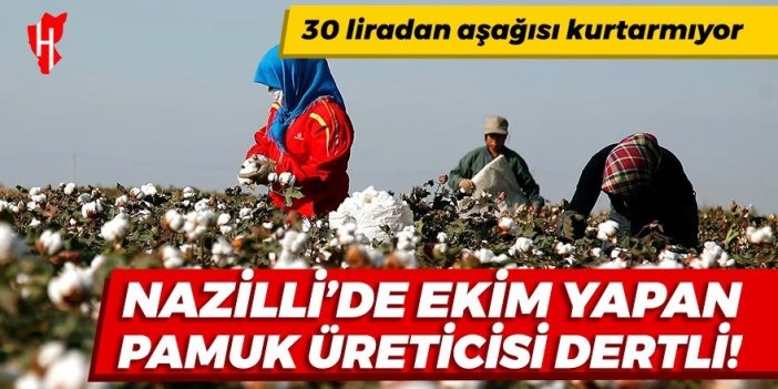 Nazilli'de ekim yapan pamuk üreticisi dertli!