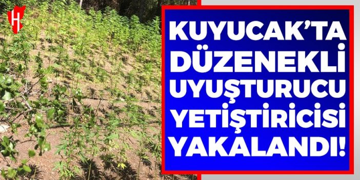 Kuyucak'ta sulama sistemli uyuşturucu yetiştiren şahıs yakalandı