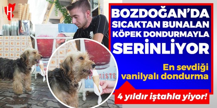 Bozdoğan’da sıcaktan bunalan köpek dondurmayla serinliyor