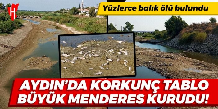 Büyük Menderes Nehri’nde korkunç tablo: Yüzlerce balık ölü bulundu