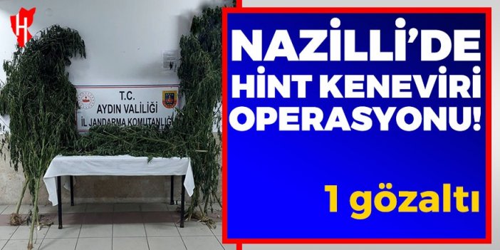 Nazilli’de Hint keneviri operasyonu: 1 gözaltı