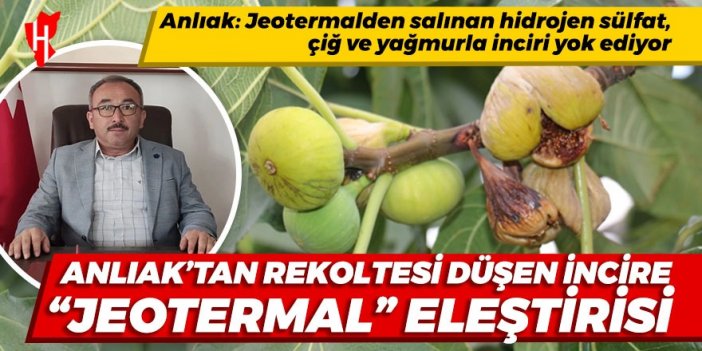 Anlıak: “Jeotermal santralden salınan hidrojen sülfat, çiğ ve yağmurla inciri yok ediyor”