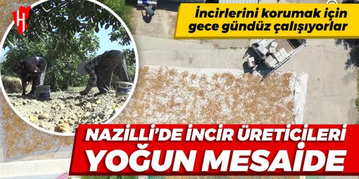 Nazilli'de incir üreticileri yoğun mesaide: İncirlerini korumak için gece gündüz çalışıyorlar