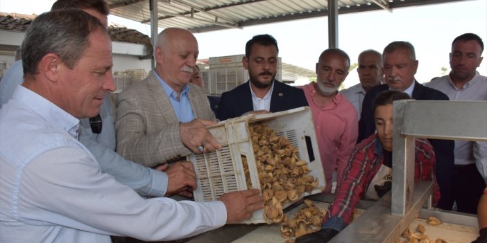 Türkiye Ziraat Odalar Birliği Başkanı Bayraktar Aydın'da incir hasadına katıldı