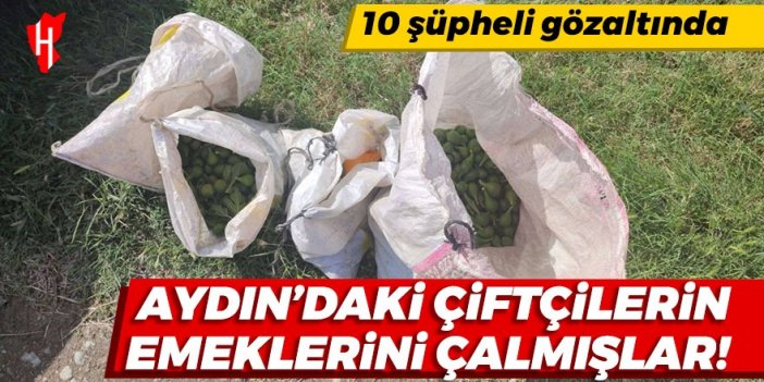 Aydın'daki çiftçilerin emeklerini çalmışlar: 10 şüpheli gözaltında