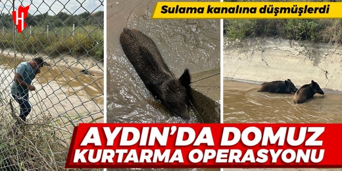 Aydın’da sulama kanalına düşen iki yaban domuzu kurtarıldı