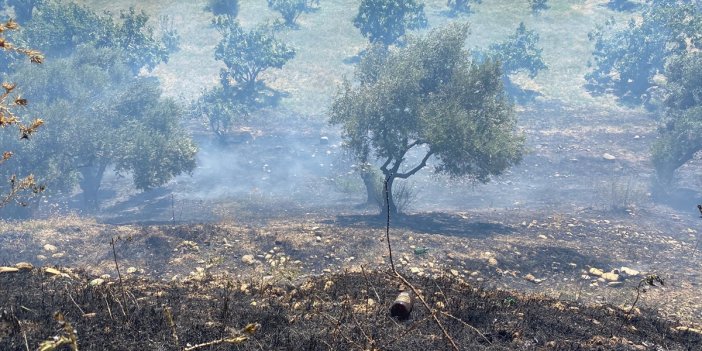 Köşk'te zeytin ve incir bahçesi yandı!