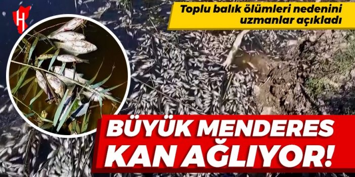 Büyük Menderes Nehri'nde toplu balık ölümleri görüldü! Uzmanlar nedenini açıkladı