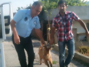 Söke Zabıtası'ndan Keçi Operasyonu