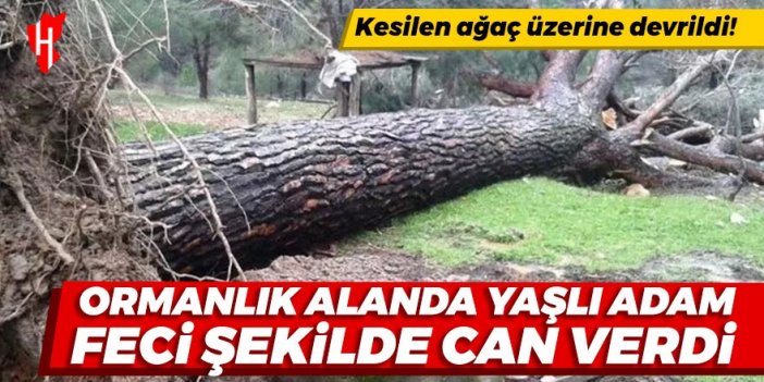 Kesilen ağaç üzerine devrildi: Ormanlık alanda yaşlı adam feci şekilde can verdi!