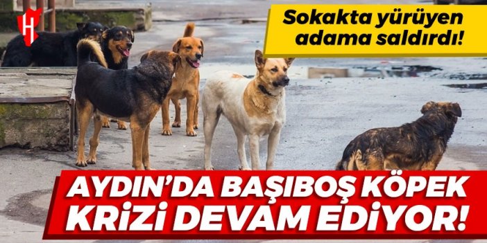 Aydın'da başıboş köpek krizi devam ediyor! Sokakta yürüyen adama sokak köpeği saldırdı