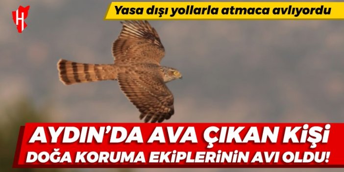 Aydın'da yasa dışı yollarla atmaca avlayan kişi yakalandı