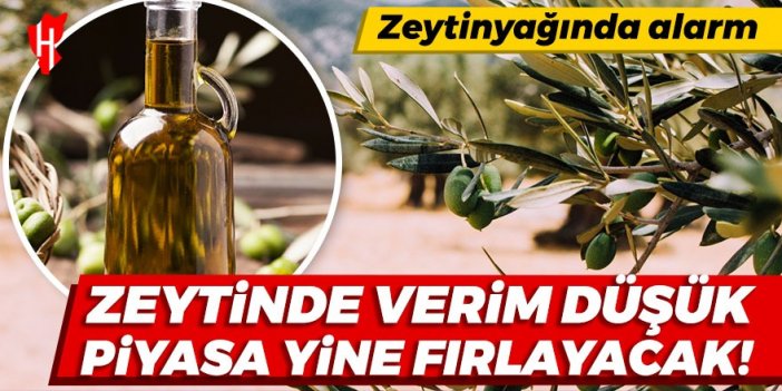 Zeytinde verim düşük, piyasa yine fırlayacak