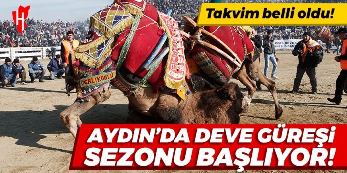 Takvim belli oldu: Aydın’da deve güreşi sezonu başlıyor