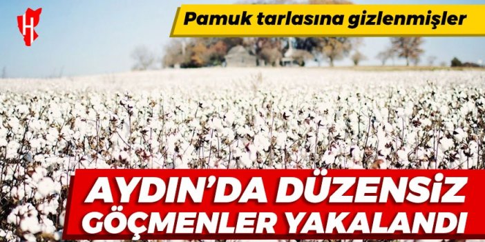 Aydın'da pamuk tarlasına gizlenen düzensiz göçmenler yakalandı