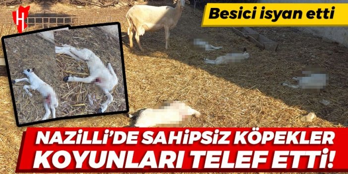 Nazilli’de sahipsiz köpekler 6 koyunu telef etti