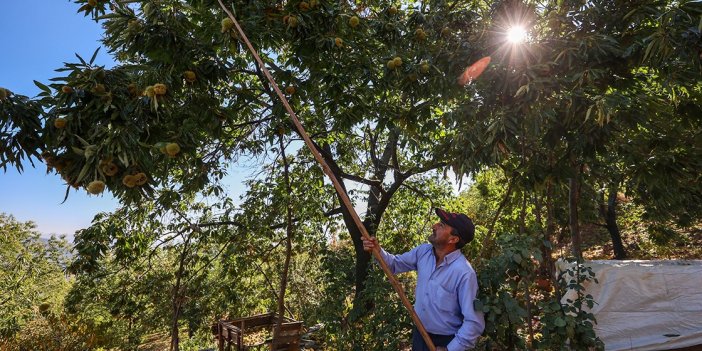 Nazilli’de kestane alarmı! Rekolte yüzde 30 düşük, fiyat en az 100 lira