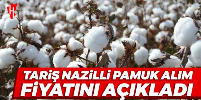 TARİŞ Nazilli pamuk alım fiyatını açıkladı