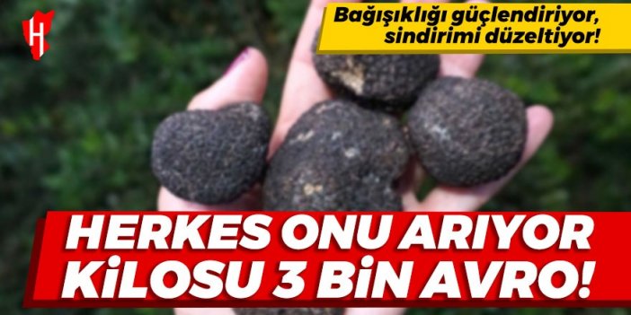 Kilosu 3 bin avro 'Kara elmas' trüf mantarı nedir, nerelerde yetişiyor? Faydaları nelerdir? İşte detaylar...