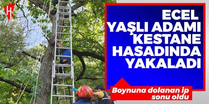 Ecel yaşlı adamı kestane hasadında yakaladı!