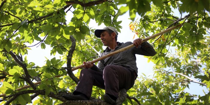 Aydın kestanesinde "tehlikeli" hasat başladı