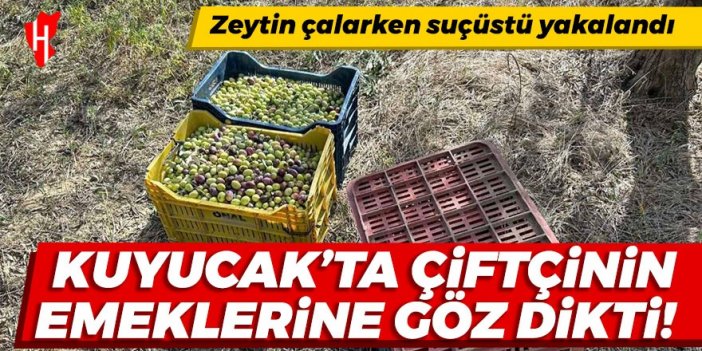 Kuyucak'ta çiftçinin emeklerine göz dikti: Zeytin çalarken suçüstü yakalandı